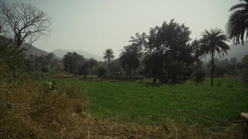 A bright rural landscape featuring a lush field of green crops in the foreground transitioning to scattered palm trees and dense foliage against a backdrop of hazy mountains under a pale sky