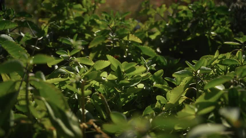 Dense green foliage lit by natural light in garden or native vegetation setting