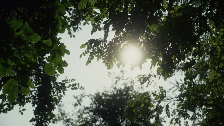 Looking up at the sun behind some leaves