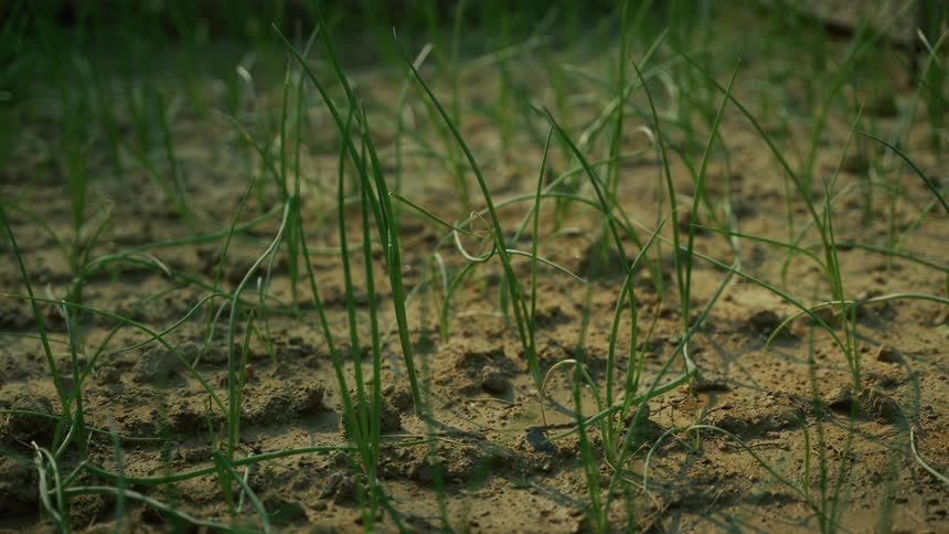 A static closeup shot shows thin vertical green shoots likely young onions or chives growing from a bed of light brown cultivated sandy soil