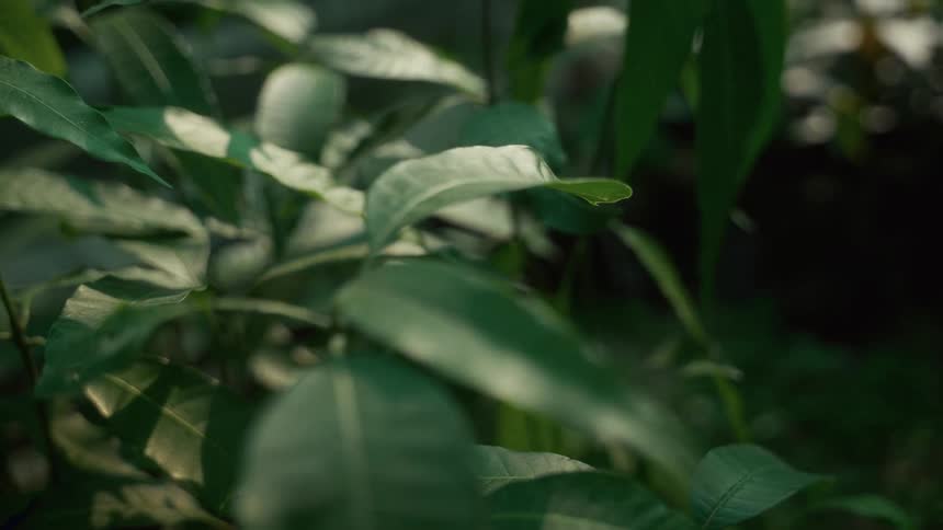 Green foliage with elongated leaves and visible veins lit by soft light against blurred background