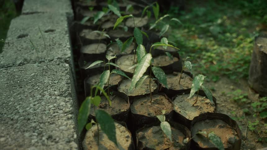 A view of some plants growing in pots