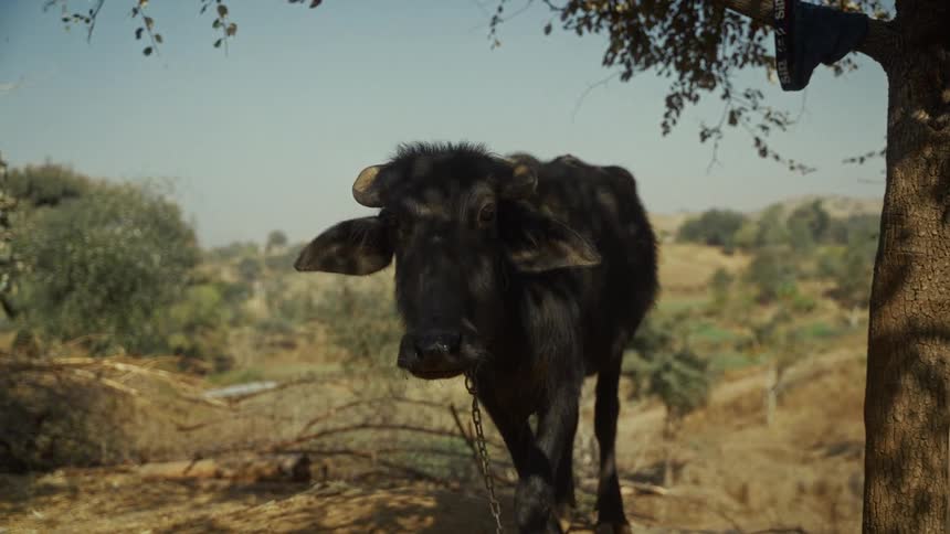 Buffalo tethered to a tree on dry ground with hills in the background
