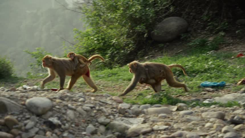 Two monkeys with babies walk away from a stone wall in a jungle