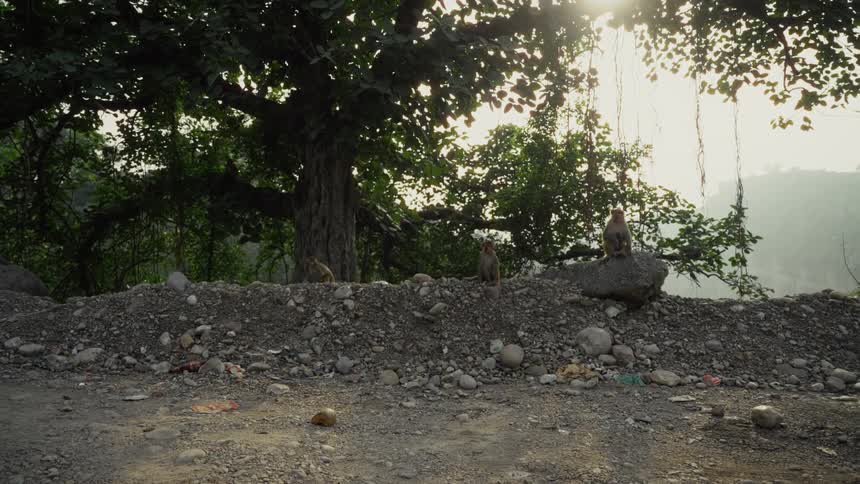 Monkeys sitting on a stone and rock covered ridge overlooking the valley