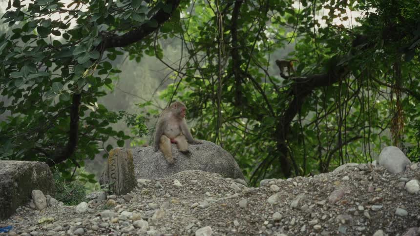 A monkey sits alone on a rock in the forest at midday surrounded by trees while other monkeys leap and play around nearby