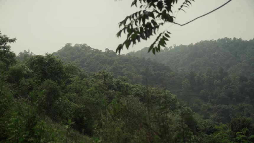 Hills are covered by a rainforest on a windy day