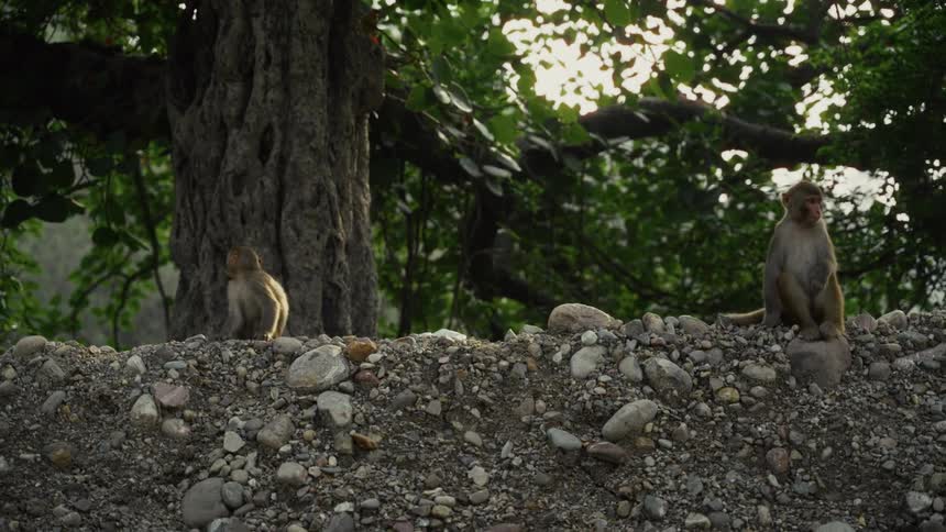 Two monkeys sitting on a ridge among rocks and stones with trees in the distance
