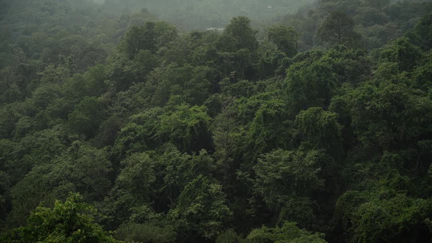 A static wide shot provides an elevated view over a vast dense and undulating canopy of dark green trees with the entire forest receding into a heavy layer of haze