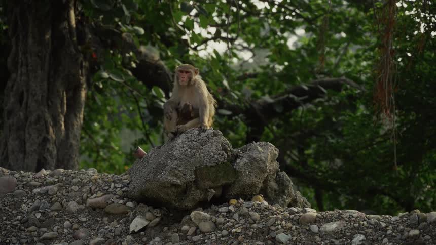 A monkey likely a mother is perched on a pile of gray rocks and gravel holding a young infant close to its chest the scene is set outdoors with a backdrop of dense dark green trees and foliage