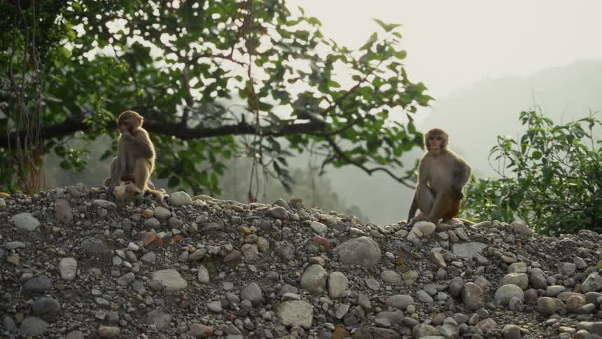 Two monkeys are sitting on a mound of river stones and gravel with a third monkey partially visible on the far left they are backlit by bright sunlight filtering through the surrounding trees and vegetation