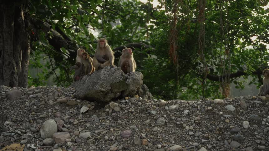 Monkeys walking around three monkeys sitting on a mountain rock with trees in the distance