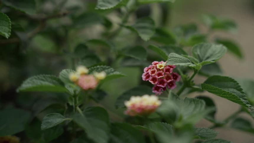 A tight closeup focuses on a cluster of small dark pink and yellow flowers surrounded by dark green textured leaves in a natural setting