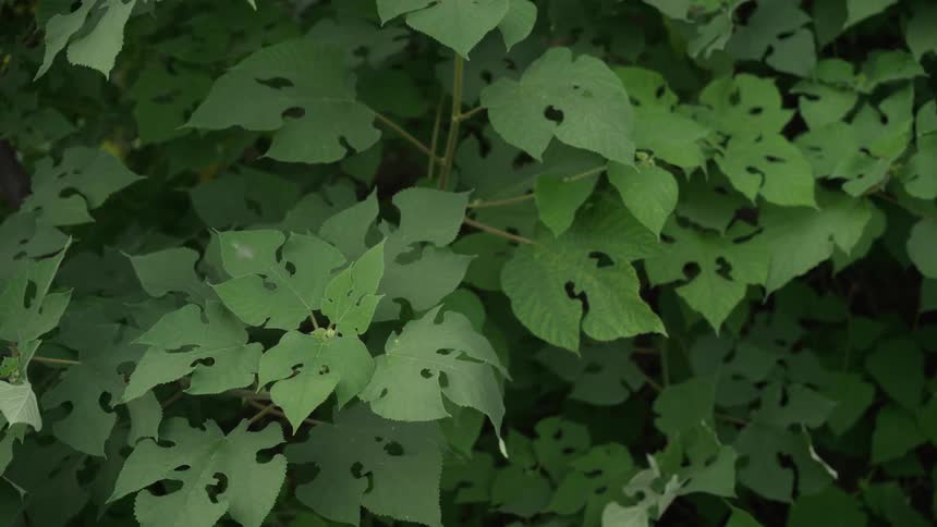 Green foliage with insectdamaged leaves showing varied hole patterns