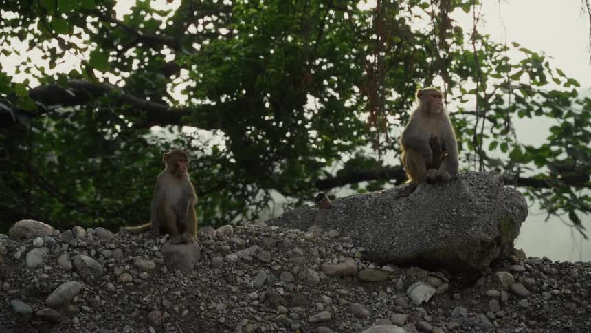 Two monkeys sitting outdoors on a sunny day