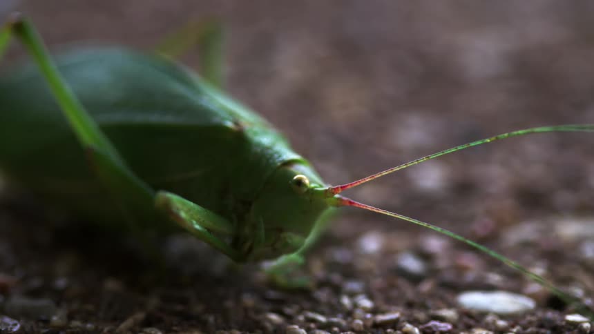 A grasshopper eating