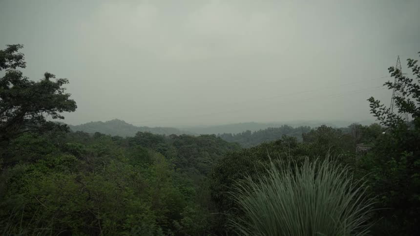 Dense vegetation with tall grasses and forested hills in the background under cloudy tranquil sky