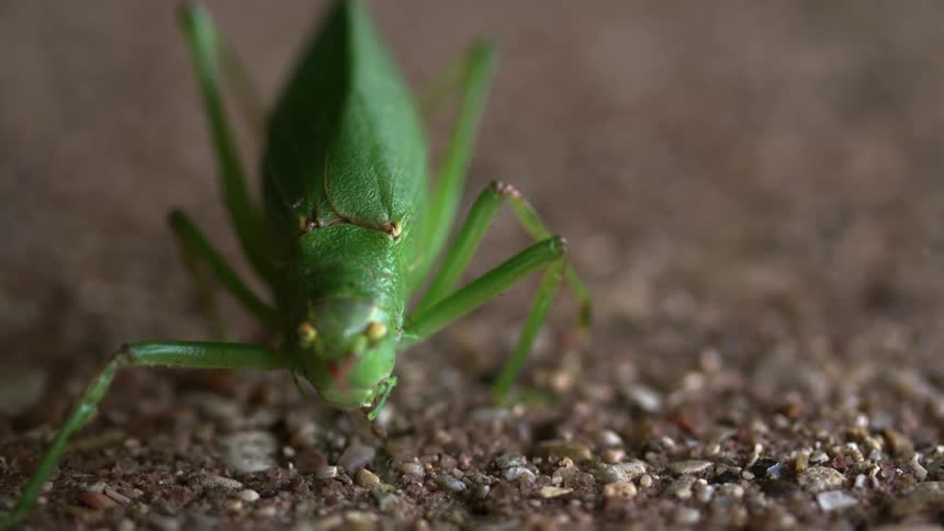A green insect  moving around trying to catch an ant