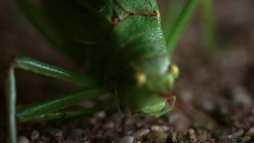 A grasshopper moves its antennae