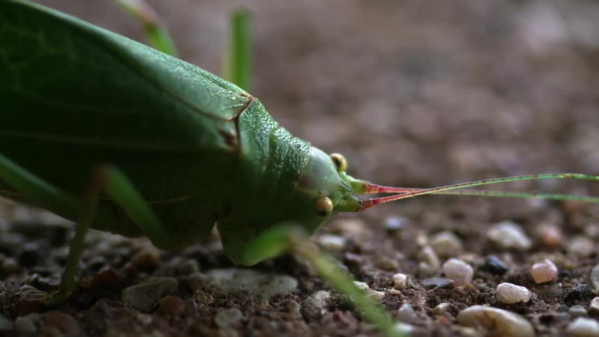 A grasshopper stands on the pebbly ground
