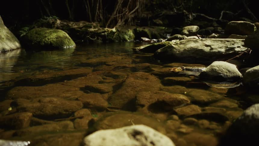 Clear water flowing over rounded stones in stream surrounded by roots and moss