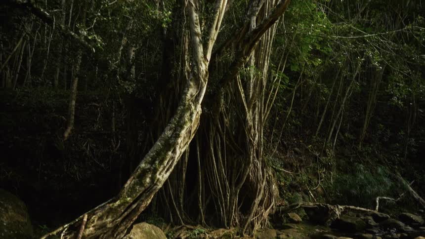 Twisted tree with exposed roots over clear stream in shaded forest