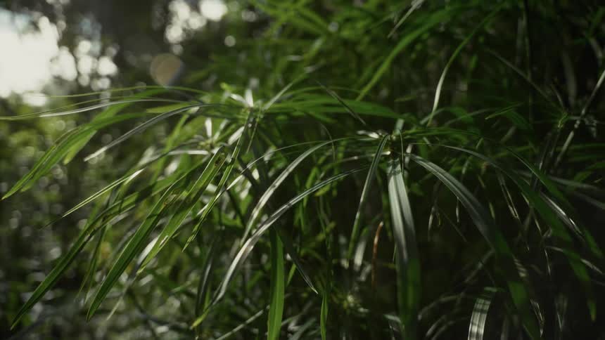 Long green leaves lit by sunlight in natural setting with blurred background
