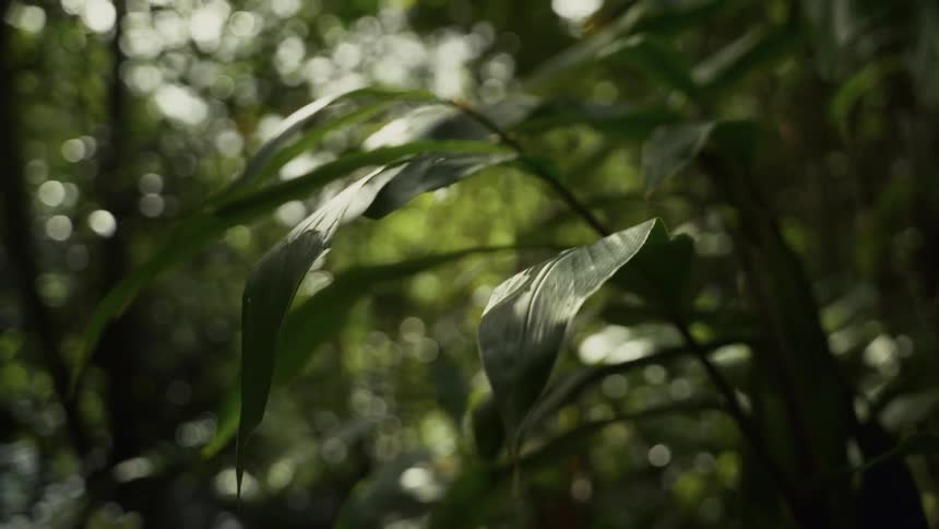 Small plant with forest on the background outdoors during day time