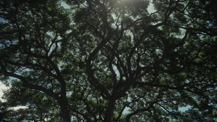 Sunlight shining through a tree canopy