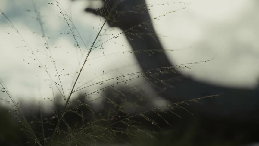 Delicate plant with thin stems in focus against curved trunk and cloudy sky in the background