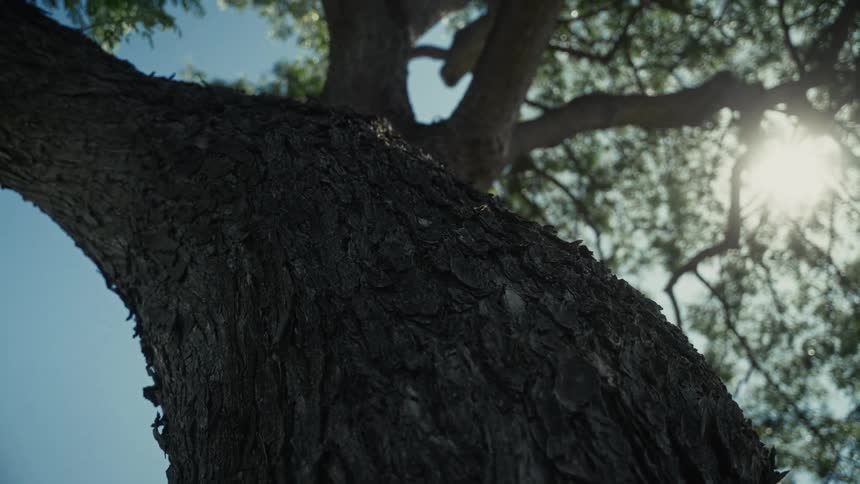 Wind blows the branches of the tree