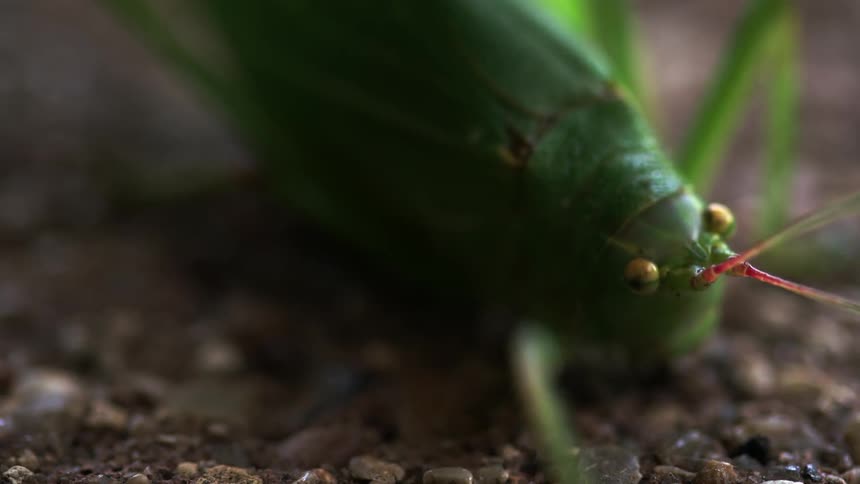 A grasshopper crawls on some pebbles
