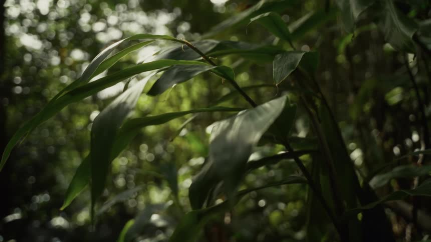 Sunlight shines on the leaves of plants in the woods