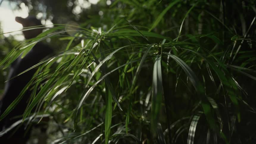 A close up of a green plant