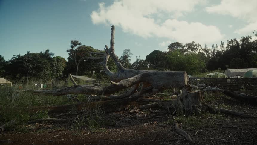 A fallen tree cut down to logs