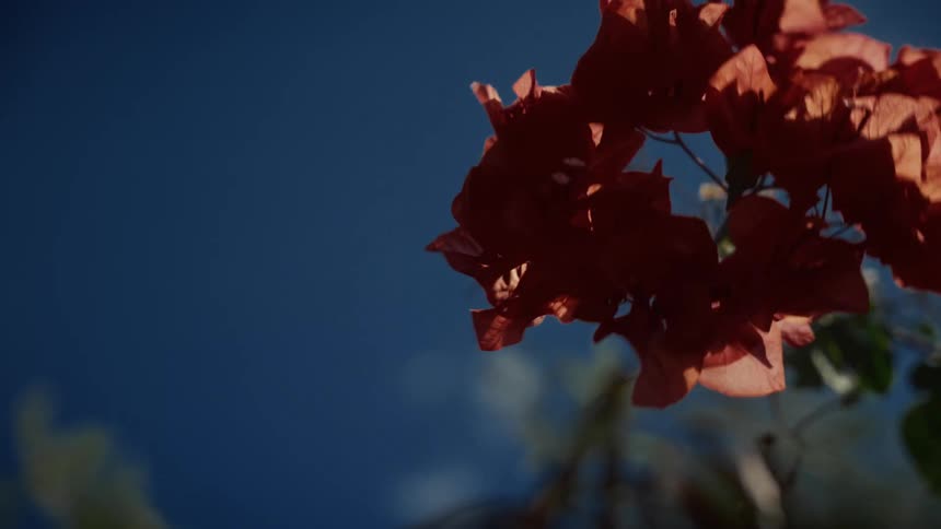 Red bougainvillea flowers in focus against blue sky with scattered clouds