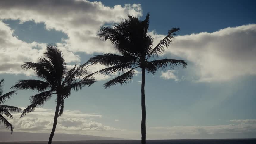 Silhouette of a palm tree next to other trees next to the sea outdoors during day time