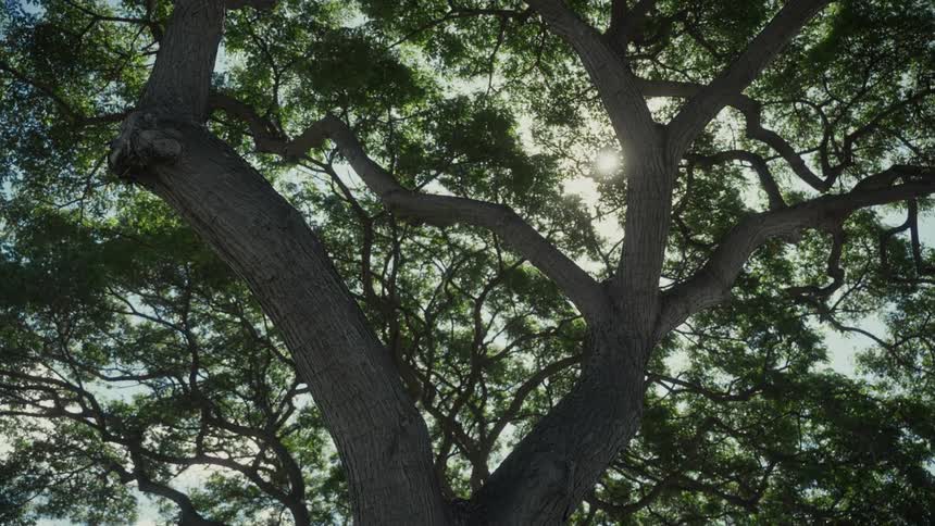 The sun rays shining through the leaves of a large tree