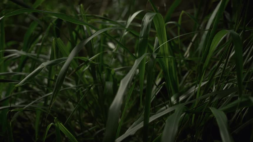 Tall blades of dark green grass sway gently in the breeze