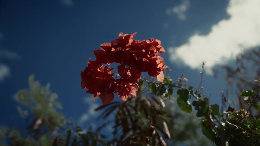 Red bougainvillea lit by sunlight against blue sky with scattered clouds