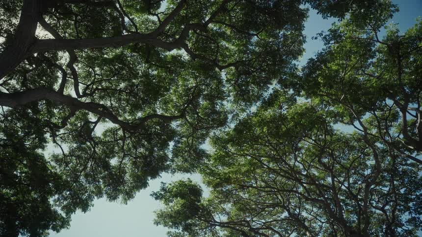 Canopies of two trees touching with the sky on the background outdoors during day time