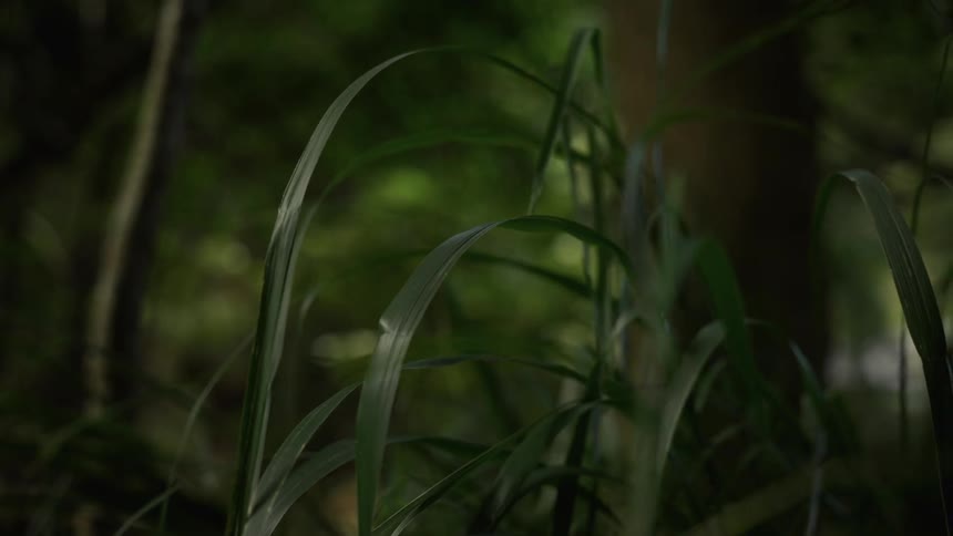Long blades of wild grass catch the faint moody light in the deep shadows of a quiet forest floor