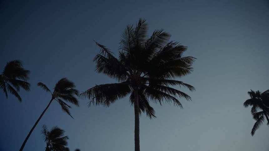 Silhouettte of a palm tree next to other palm trees with the sky on the background outdoors during dusk or dawn