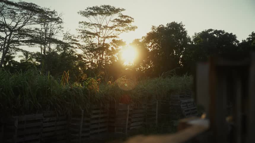 Sugarcane growing in rows under golden sunset light with trees in the background