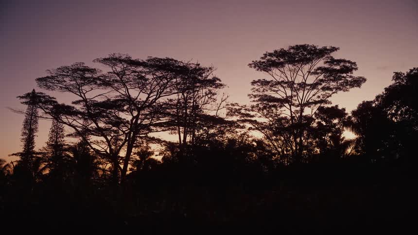 Silhouette of trees on a grove outdoors during dusk or dawn