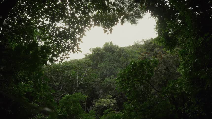 The cloudy sky seen through the jungle canopy