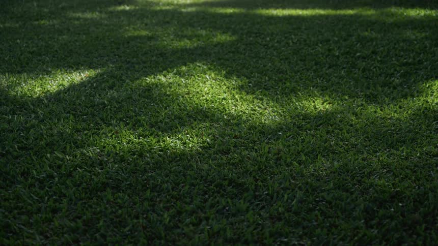 Spots of sunlight against green grass outdoors during day time