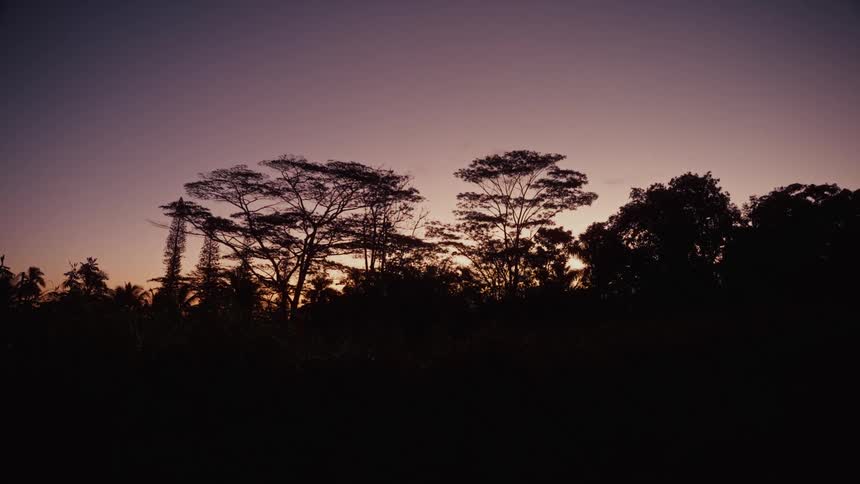 A view of some trees at sunset