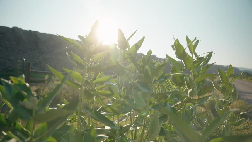 Sunlight flares brilliantly behind tall green plants illuminating the texture of the leaves as they sway gently in the breeze alongside a quiet country road and rugged hills