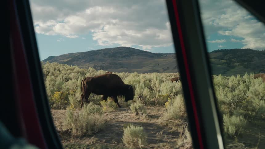 A bison grazes in a mountainous landscape as seen through the window of a vehicle